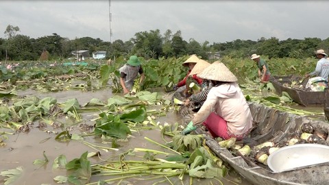 Lũ đồng bằng sông Cửu Long lên nhanh, nhiều nơi bị thiệt hại - Ảnh 1. Lũ đồng bằng sông Cửu Long lên nhanh, nhiều nơi bị thiệt hại - Ảnh 1.