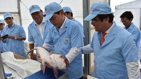 Nuôi cá tra tăng trưởng nóng, lo âu chất lượng - Ảnh 1. Nuôi cá tra tăng trưởng nóng, lo âu chất lượng - Ảnh 1.