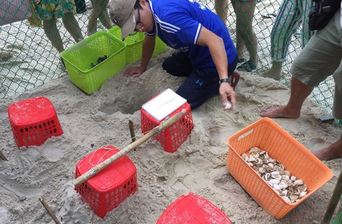 Đưa rùa về lại Cù Lao Chàm: Tái tạo đàn rùa - Ảnh 2. Đưa rùa về lại Cù Lao Chàm: Tái tạo đàn rùa - Ảnh 2.
