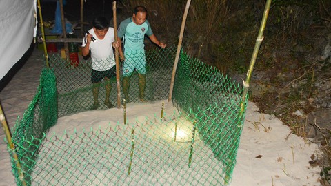 Đưa rùa về lại Cù Lao Chàm - Kỳ cuối: Giữ môi trường sống cho rùa - Ảnh 4. Đưa rùa về lại Cù Lao Chàm - Kỳ cuối: Giữ môi trường sống cho rùa - Ảnh 4.