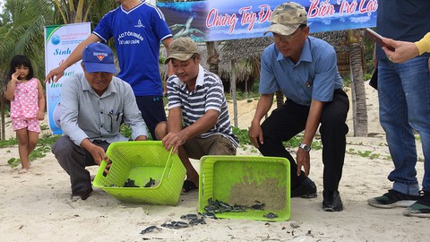 Đưa rùa về lại Cù Lao Chàm - Kỳ cuối: Giữ môi trường sống cho rùa - Ảnh 3. Đưa rùa về lại Cù Lao Chàm - Kỳ cuối: Giữ môi trường sống cho rùa - Ảnh 3.