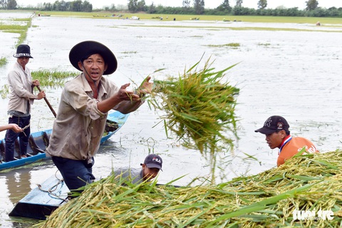 Sáng đêm giữ đê cứu lúa - Ảnh 8. Sáng đêm giữ đê cứu lúa - Ảnh 8.