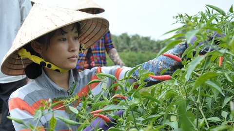 Giấc mơ đến trường từ ruộng ớt - Ảnh 1. Giấc mơ đến trường từ ruộng ớt - Ảnh 1.