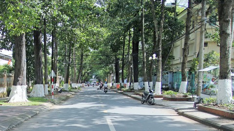 Trà Vinh chi 20 tỉ đồng vô nước biển cứu cây xanh - Ảnh 2. Trà Vinh chi 20 tỉ đồng vô nước biển cứu cây xanh - Ảnh 2.