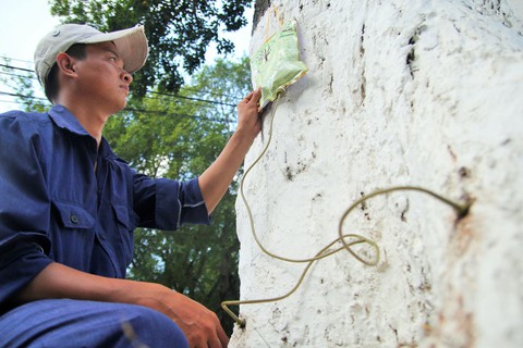 Trà Vinh chi 20 tỉ đồng vô nước biển cứu cây xanh - Ảnh 1. Trà Vinh chi 20 tỉ đồng vô nước biển cứu cây xanh - Ảnh 1.