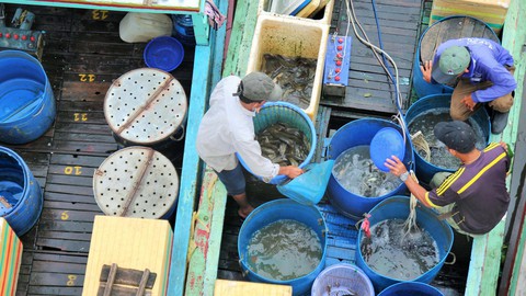 Chợ độc miền Tây - kỳ 2: Chợ cá đồng giữa... rốn lũ - Ảnh 4. Chợ độc miền Tây - kỳ 2: Chợ cá đồng giữa... rốn lũ - Ảnh 4.