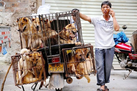 Vòng quanh thế giới thịt chó - Kỳ 4: Nguy cơ nhiễm bệnh từ thịt chó - Ảnh 1. Vòng quanh thế giới thịt chó - Kỳ 4: Nguy cơ nhiễm bệnh từ thịt chó - Ảnh 1.