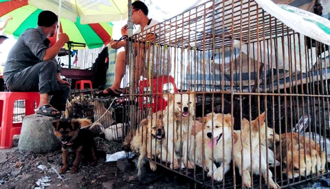 Vòng quanh thế giới thịt chó - kỳ 2: Ăn thịt chó ở Hàn Quốc và Trung Quốc - Ảnh 3. Vòng quanh thế giới thịt chó - kỳ 2: Ăn thịt chó ở Hàn Quốc và Trung Quốc - Ảnh 3.