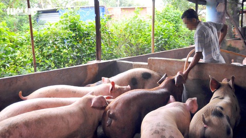Ngăn từ xa dịch tả heo châu Phi - Ảnh 2. Ngăn từ xa dịch tả heo châu Phi - Ảnh 2.