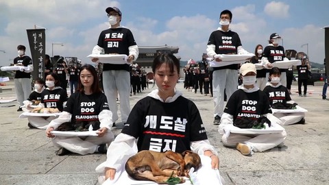 Vòng quanh thế giới thịt chó - Kỳ cuối: Thịt chó thoái trào - Ảnh 4. Vòng quanh thế giới thịt chó - Kỳ cuối: Thịt chó thoái trào - Ảnh 4.