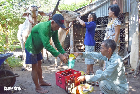 Độ bò đua Bảy Núi - Ảnh 4. Độ bò đua Bảy Núi - Ảnh 4.