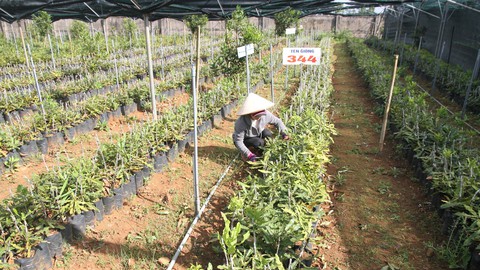 trongmacma-quangtri trongmacma-quangtri