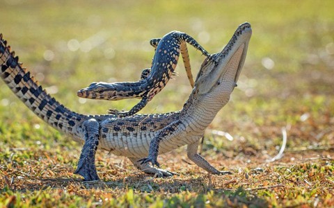 Ngộ nghĩnh rùa chở bướm, rắn cõng chuồn chuồn... - Ảnh 2. Ngộ nghĩnh rùa chở bướm, rắn cõng chuồn chuồn... - Ảnh 2.