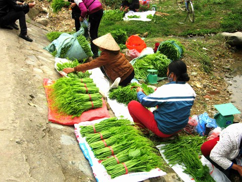 Đặc sản rau su su ở danh thắng Tây Thiên - Ảnh 3. Đặc sản rau su su ở danh thắng Tây Thiên - Ảnh 3.