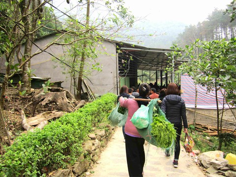 Đặc sản rau su su ở danh thắng Tây Thiên - Ảnh 4. Đặc sản rau su su ở danh thắng Tây Thiên - Ảnh 4.