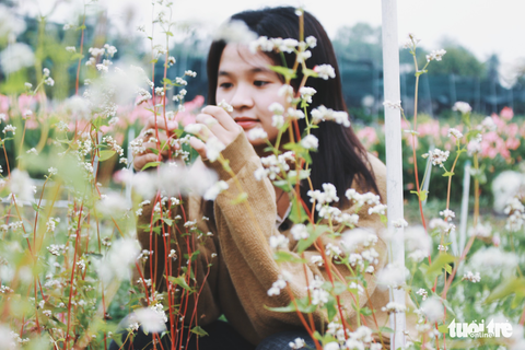 Vườn hoa tam giác mạch xuất hiện ở Sài Gòn - Ảnh 1. Vườn hoa tam giác mạch xuất hiện ở Sài Gòn - Ảnh 1.