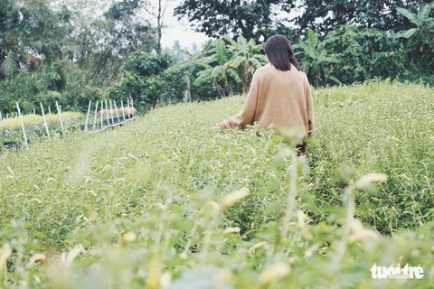 Vườn hoa tam giác mạch xuất hiện ở Sài Gòn - Ảnh 9. Vườn hoa tam giác mạch xuất hiện ở Sài Gòn - Ảnh 9.
