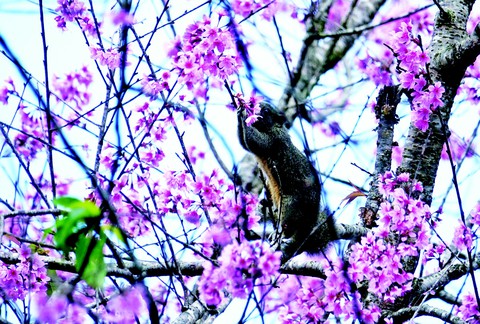Ai lên xứ hoa đào đừng quên bước lần theo đường hoa - Ảnh 3. Ai lên xứ hoa đào đừng quên bước lần theo đường hoa - Ảnh 3.