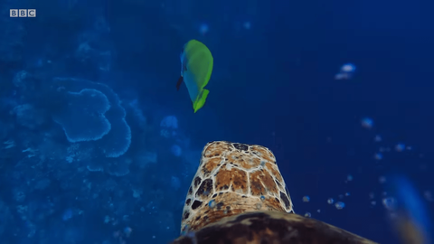 Xem Blue Planet II và ngắm những điều kỳ diệu dưới con sóng - Ảnh 14. Xem Blue Planet II và ngắm những điều kỳ diệu dưới con sóng - Ảnh 14.