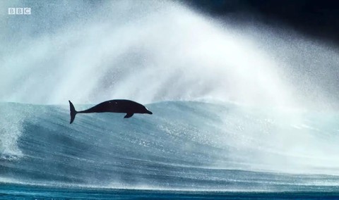 Xem Blue Planet II và ngắm những điều kỳ diệu dưới con sóng - Ảnh 16. Xem Blue Planet II và ngắm những điều kỳ diệu dưới con sóng - Ảnh 16.