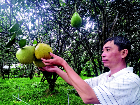 Trồng bưởi sạch bán sang Châu Âu - Ảnh 1. Trồng bưởi sạch bán sang Châu Âu - Ảnh 1.