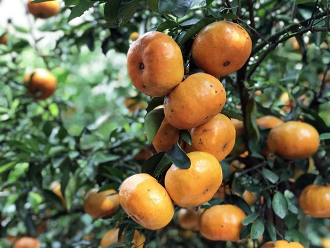 Gần Tết đi thăm làng quýt hồng Lai Vung - Ảnh 7. Gần Tết đi thăm làng quýt hồng Lai Vung - Ảnh 7.