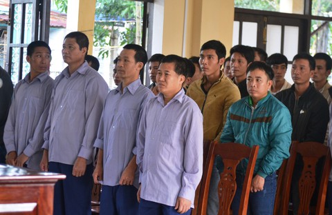 Vụ phá rừng pơ mu: Trả hồ sơ vụ án nghi còn đồng phạm - Ảnh 1. Vụ phá rừng pơ mu: Trả hồ sơ vụ án nghi còn đồng phạm - Ảnh 1.