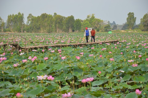 Đồng Tháp làm du lịch: thuần khiết như sen, hồn hậu như người - Ảnh 7. Đồng Tháp làm du lịch: thuần khiết như sen, hồn hậu như người - Ảnh 7.