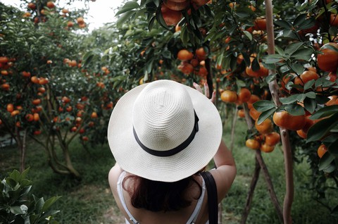 Gần Tết đi thăm làng quýt hồng Lai Vung - Ảnh 9. Gần Tết đi thăm làng quýt hồng Lai Vung - Ảnh 9.