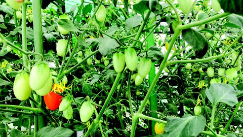 Vườn rau tình yêu của Thuận - Ảnh 5. Vườn rau tình yêu của Thuận - Ảnh 5.