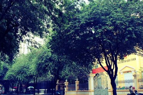 Những con đường rợp bóng cây cổ thụ ở Sài Gòn - Ảnh 4. Những con đường rợp bóng cây cổ thụ ở Sài Gòn - Ảnh 4.