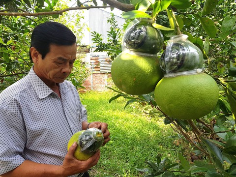 hoa tet (1) hoa tet (1)