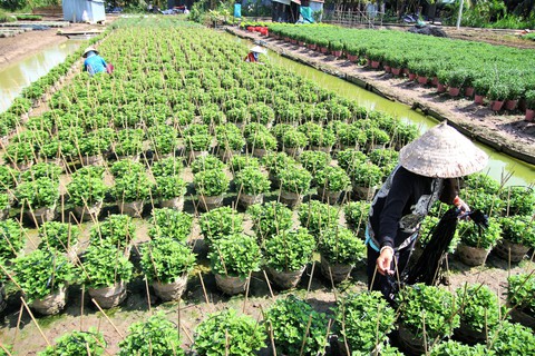 Thời tiết đỏng đảnh, lo cho hoa tết - Ảnh 1. Thời tiết đỏng đảnh, lo cho hoa tết - Ảnh 1.