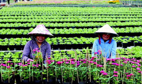 Hoa Sa Đéc đón Tết - Ảnh 1. Hoa Sa Đéc đón Tết - Ảnh 1.