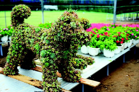 Hoa Sa Đéc đón Tết - Ảnh 2. Hoa Sa Đéc đón Tết - Ảnh 2.