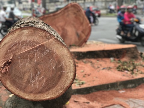 Đường Tôn Đức Thắng lạ lẫm khi không còn hàng cây cổ thụ - Ảnh 3. Đường Tôn Đức Thắng lạ lẫm khi không còn hàng cây cổ thụ - Ảnh 3.
