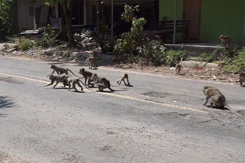 Binh đoàn 3.000 khỉ đói càn quét làng mạc Thái Lan - Ảnh 2. Binh đoàn 3.000 khỉ đói càn quét làng mạc Thái Lan - Ảnh 2.