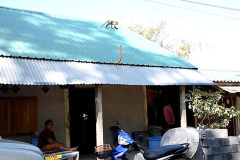 Binh đoàn 3.000 khỉ đói càn quét làng mạc Thái Lan - Ảnh 3. Binh đoàn 3.000 khỉ đói càn quét làng mạc Thái Lan - Ảnh 3.