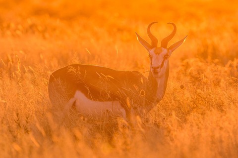 Sắc màu hoang dã Namibia - Ảnh 9.