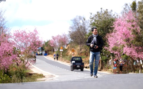 Đà Lạt bừng sáng mùa mai anh đào - Ảnh 4. Đà Lạt bừng sáng mùa mai anh đào - Ảnh 4.