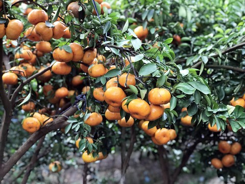 Gần Tết đi thăm làng quýt hồng Lai Vung - Ảnh 6. Gần Tết đi thăm làng quýt hồng Lai Vung - Ảnh 6.