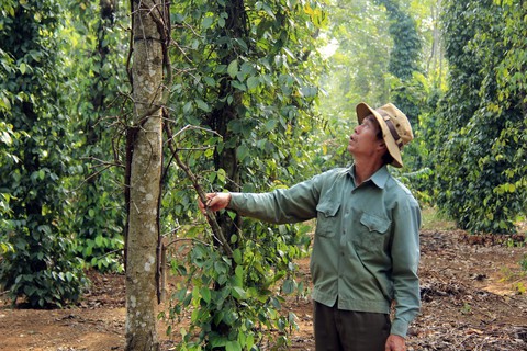 Giao đất nông, lâm trường địa phương sợ không dám nhận - Ảnh 1. Giao đất nông, lâm trường địa phương sợ không dám nhận - Ảnh 1.