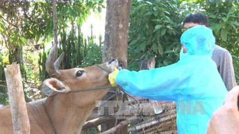 Quý II sẽ có vắc xin lở mồm long móng do Việt Nam sản xuất - Ảnh 1. Quý II sẽ có vắc xin lở mồm long móng do Việt Nam sản xuất - Ảnh 1.