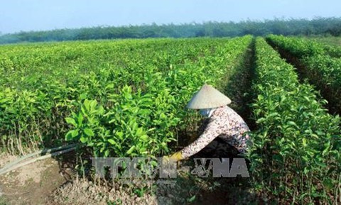 Tạo lập cơ chế tích tụ, tập trung ruộng đất cho sản xuất quy mô - Ảnh 1. Tạo lập cơ chế tích tụ, tập trung ruộng đất cho sản xuất quy mô - Ảnh 1.