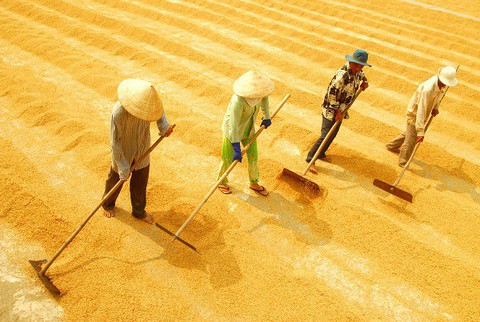 Giá lúa Đồng bằng sông Cửu Long tăng cao những tháng cuối năm - Ảnh 1. Giá lúa Đồng bằng sông Cửu Long tăng cao những tháng cuối năm - Ảnh 1.