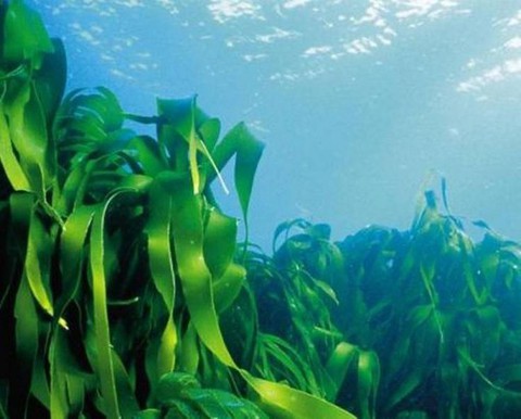 Những món ăn có lợi cho người bị bướu cổ - Ảnh 1. Những món ăn có lợi cho người bị bướu cổ - Ảnh 1.