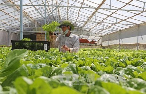 Giá rau Đà Lạt giảm mạnh, nhà vườn nhổ bỏ - Ảnh 1. Giá rau Đà Lạt giảm mạnh, nhà vườn nhổ bỏ - Ảnh 1.