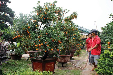 Xoài bonsai, bưởi Diễn… đua nhau xuống phố - Ảnh 1. Xoài bonsai, bưởi Diễn… đua nhau xuống phố - Ảnh 1.