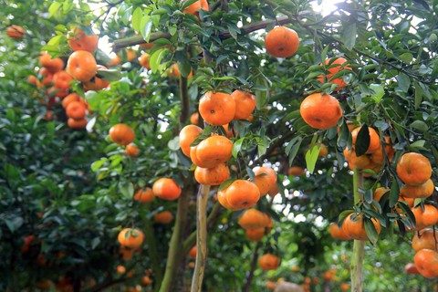 Gần Tết đi thăm làng quýt hồng Lai Vung - Ảnh 1. Gần Tết đi thăm làng quýt hồng Lai Vung - Ảnh 1.