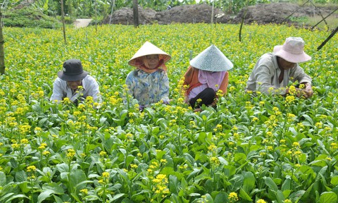 Ép tiêu chuẩn cao để có thực phẩm sạch - Ảnh 5. Ép tiêu chuẩn cao để có thực phẩm sạch - Ảnh 5.